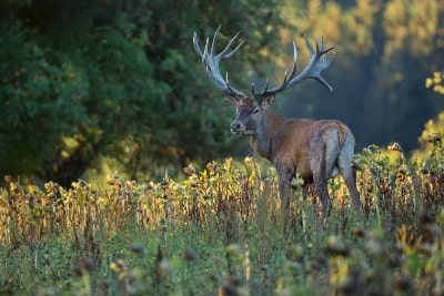 Tips for Learning How to Hunt Big Game